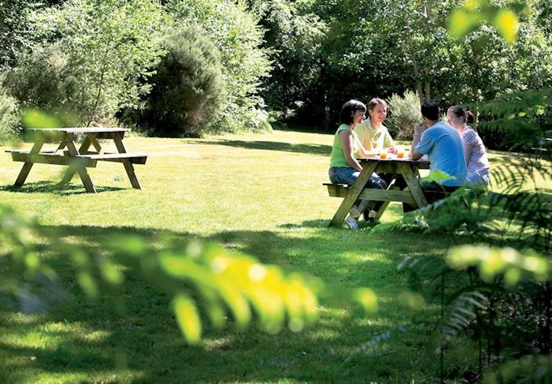 Relax in the tranquil setting at Woodland Lodges in Carmarthenshire, South Wales