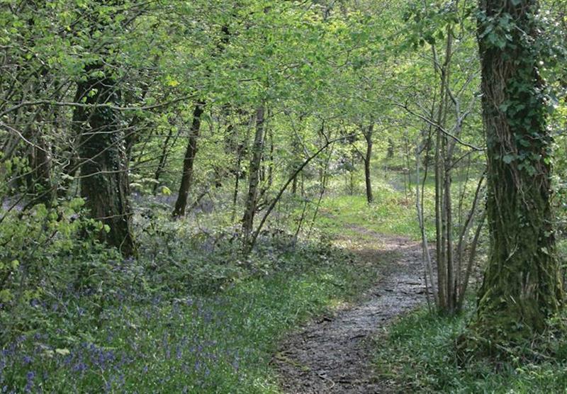 Woodland walk at Woodland Lodges in Carmarthenshire, South Wales