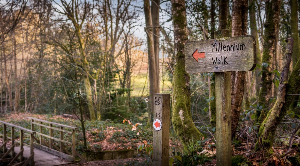 A trail in the woods at Woodlands Cottage in Nr Haywards Heath, West Sussex