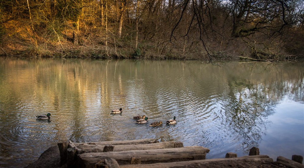 The lake in the woods at Woodlands Cottage in Nr Haywards Heath, West Sussex