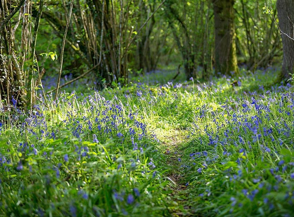 Bluebell Woods at Woodlands in Langford Budville, near Wellington, Somerset
