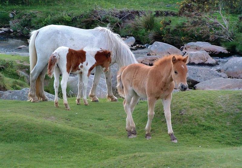 Dartmoor ponies at Woodovis Park in Tavistock, Devon
