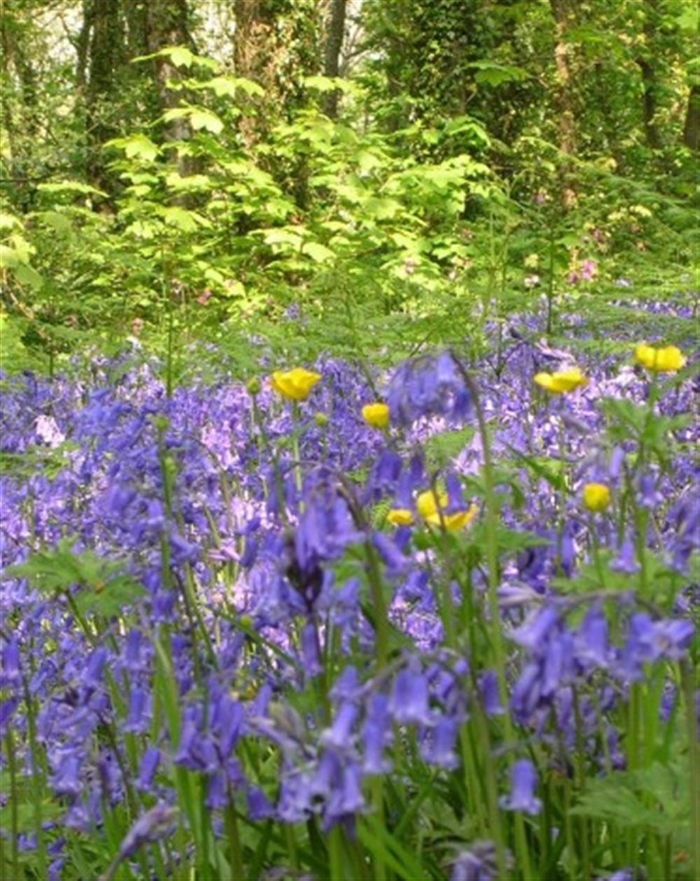 Bluebells in neighbouring woods at Woodpecker Cottage in Stokenham