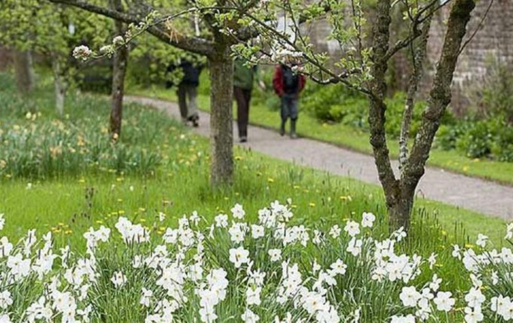 Acorn Bank Gardens, during the spring at Wythburn Cottage, Nr Greystoke