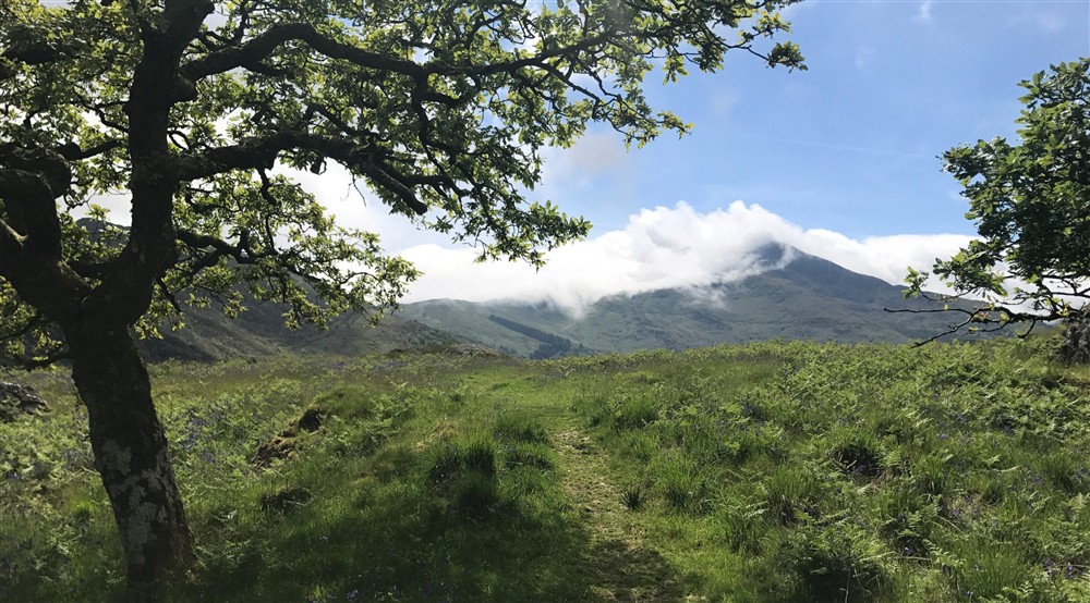 A view from Dinas Emrys, Beddgelert, North Wales, looking towards a cloud-covered peak with a tree in the foreground. at Y Wenallt in Beddgelert, North Wales