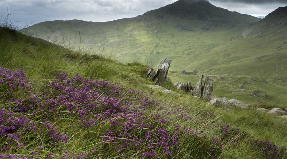 Heather and rock outcrops on Hafod Y Llan farm, with Yr Aran summit in the distance, Snowdonia, Wales at Y Wenallt in Beddgelert, North Wales