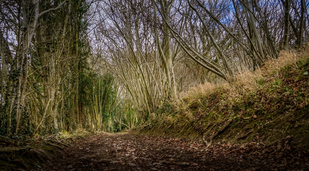 The area surrounding Yew Tree Barn, Surrey (photo 2) at Yew Tree Barn in Dorking, Surrey
