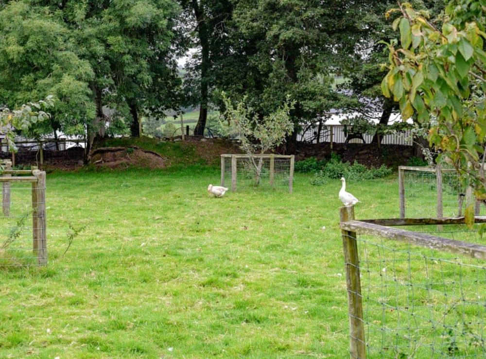 Field adjoining garden at Ysgubor Bach in Llanwenog, near Llanybydder, Cardigan/Ceredigion, Dyfed